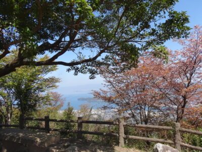 展望台の桜はちり桜