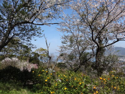 桜とみかん畑