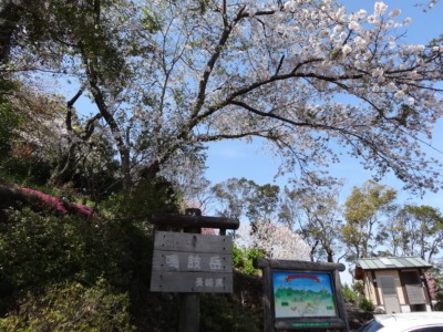桜が満開の鳴鼓岳登山口駐車場