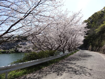 久留里ダムの桜も満開でした