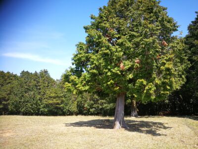芝生広場近くには、反射板