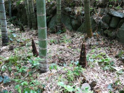あちらこちら、タケノコがめをだしてます