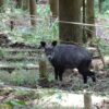 クマじゃない鹿