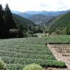 静岡茶畑