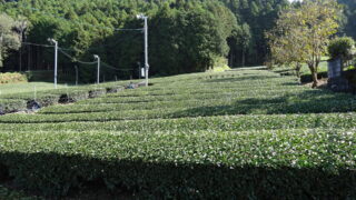 長崎街道/嬉野茶畑
