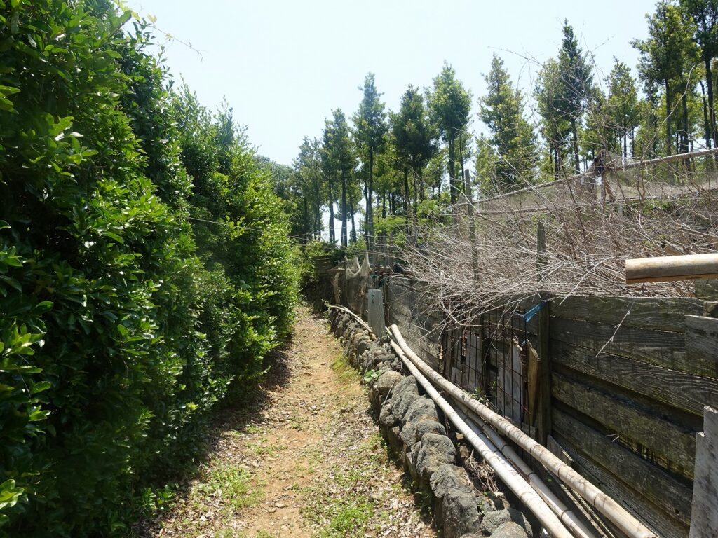 帆掛山へ