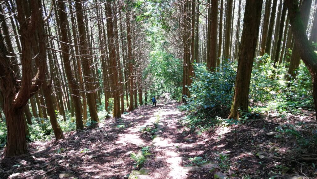 岩屋山直下から急斜面を下る
