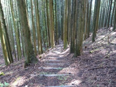 子延出合林道に合流