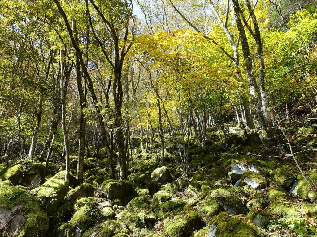 苔の石畳3
