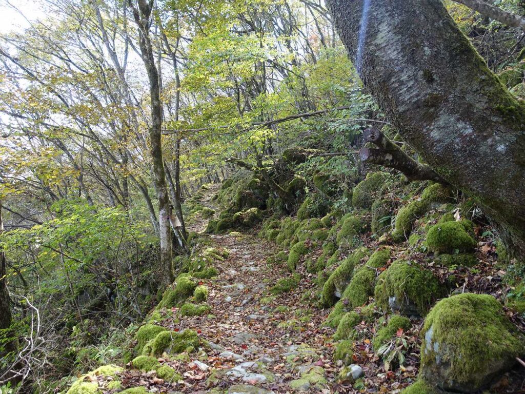 苔の石畳5