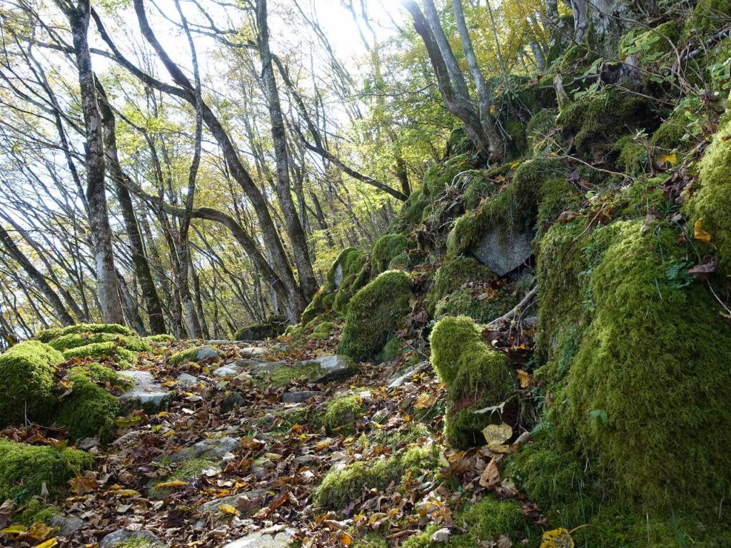 苔の石畳6