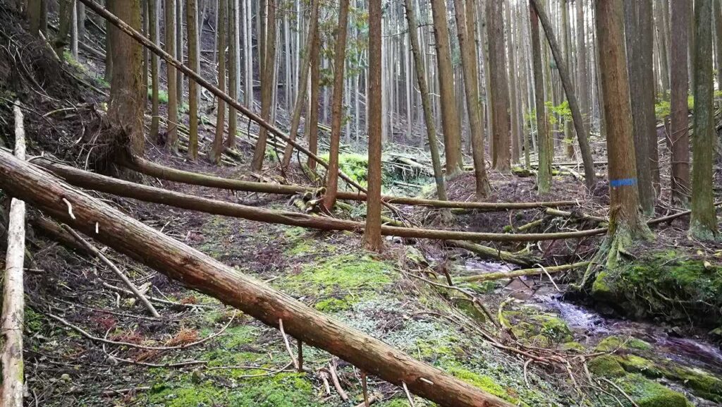 荒れた山道