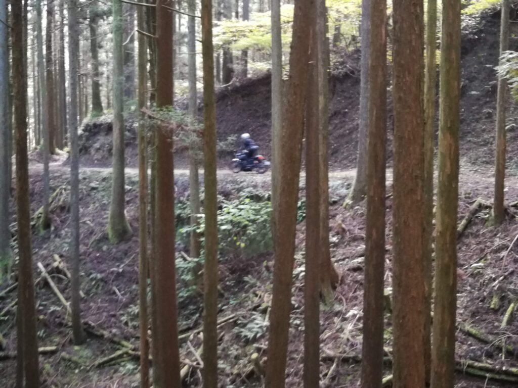 杉林をバイクが走る