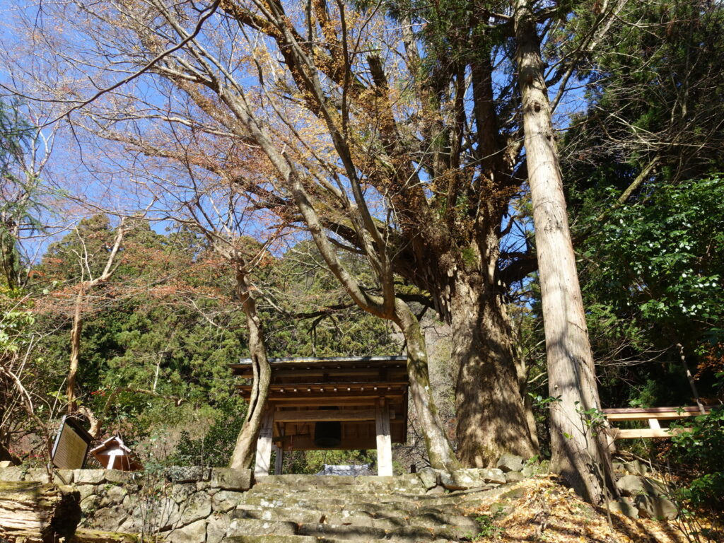 戒長寺の大イチョウ