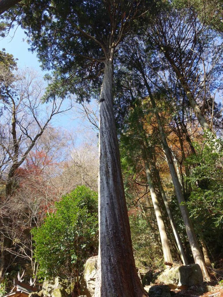 戒場神社のホオノキの巨樹