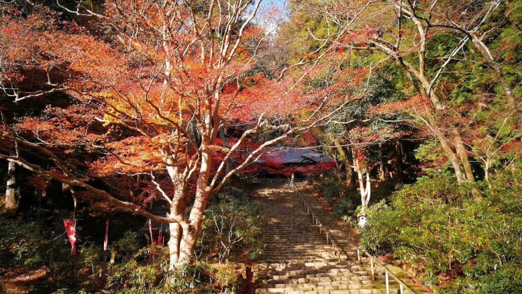 室生寺のもみじ
