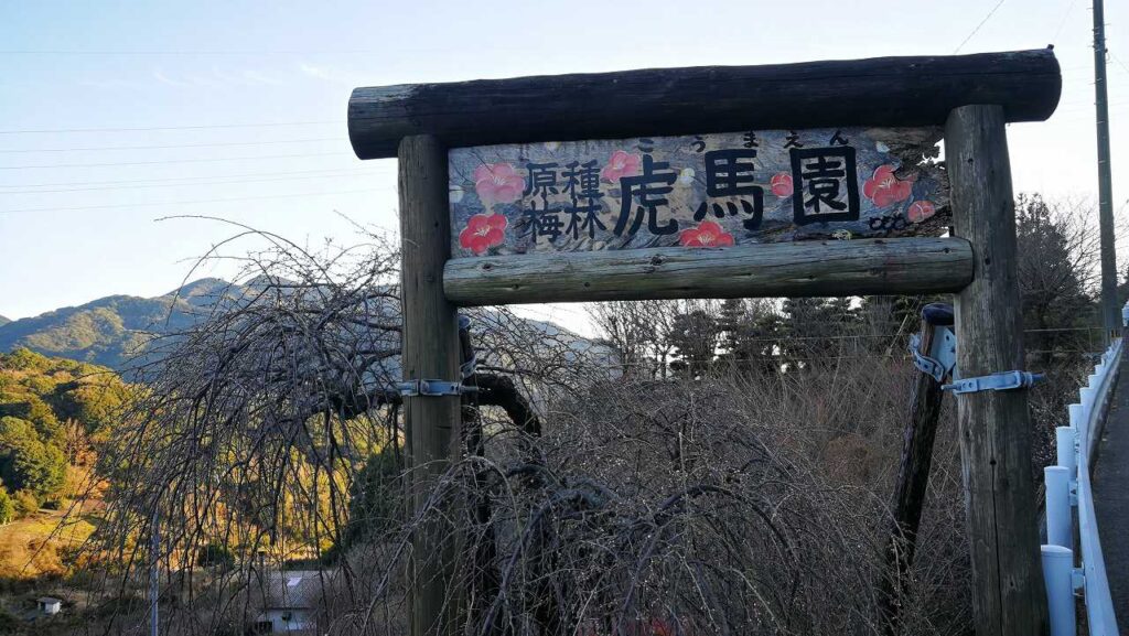 虎馬園の梅林はちらちら開花し始めました