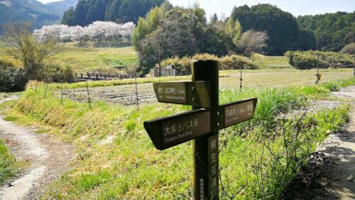 桜と柳生街道