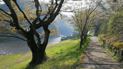 桜散る