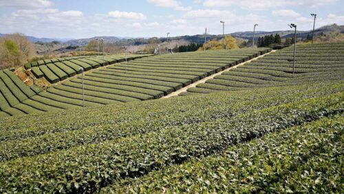 割尾坂の茶畑