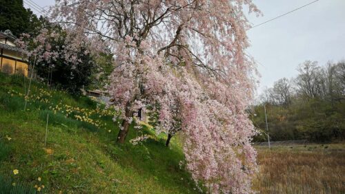 今山の桜満開