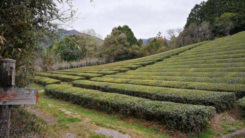 今山の茶畑
