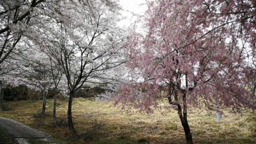 桜満開