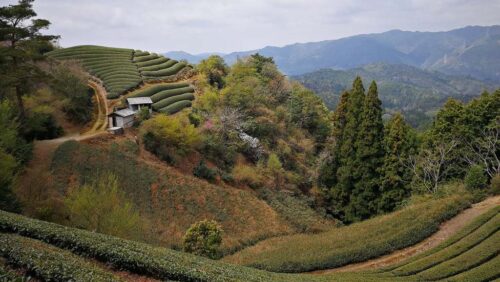 山間の茶畑が続く