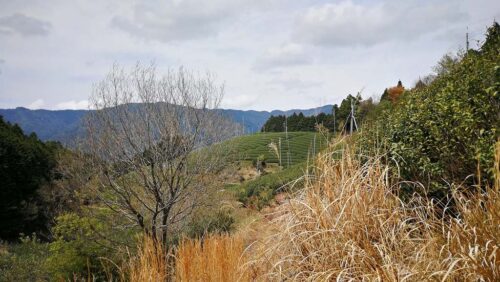 山間の茶畑が続く