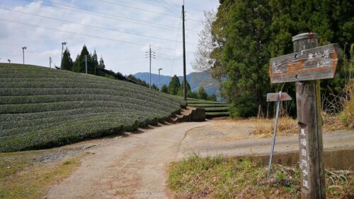 和束町の茶畑が続く