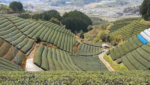 茶畑