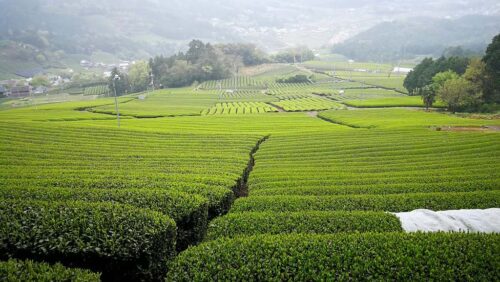 茶畑の中