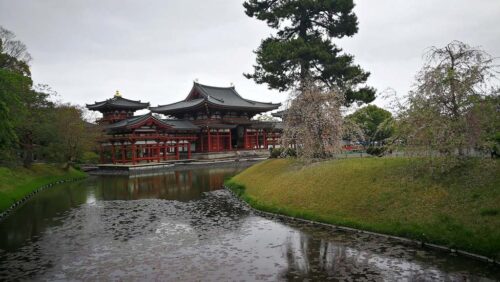 平等院鳳凰堂　桜散る