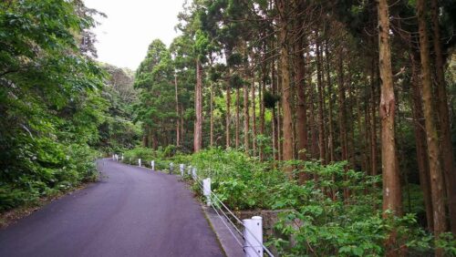 防衛道路の杉林