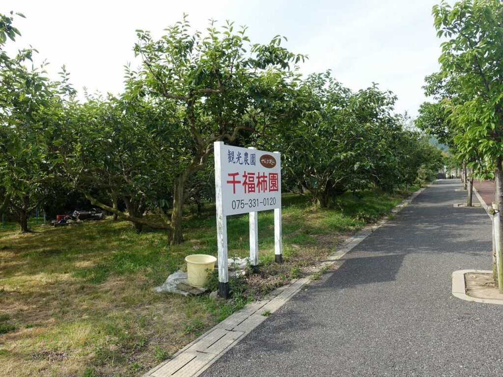 10号線沿いの柿園