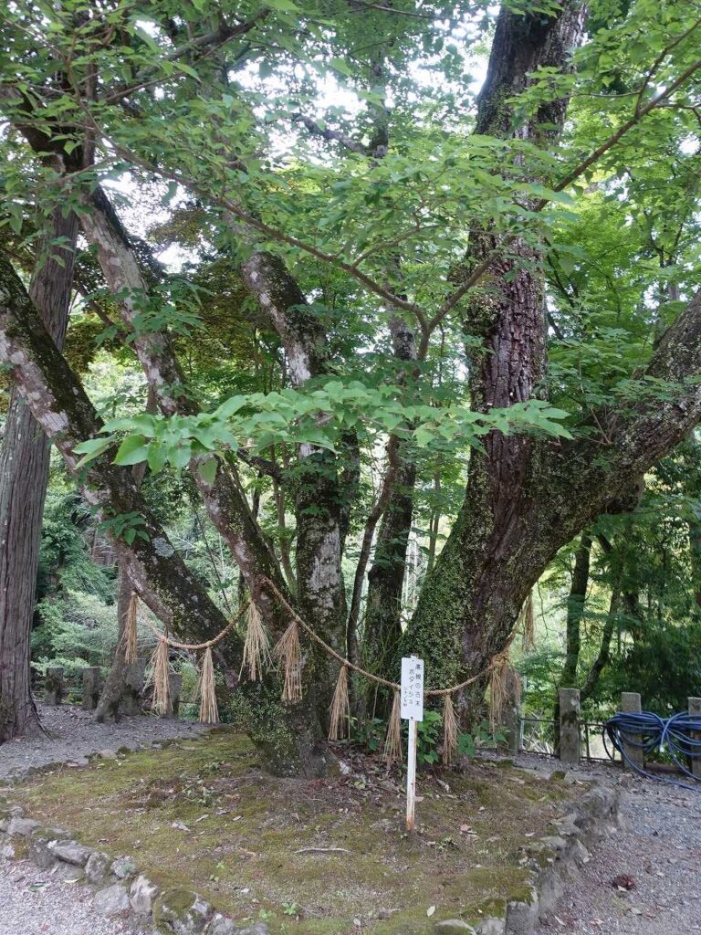 神峯寺ボダイジュ