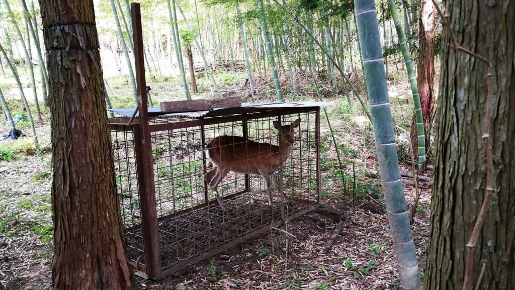 罠にかかった鹿