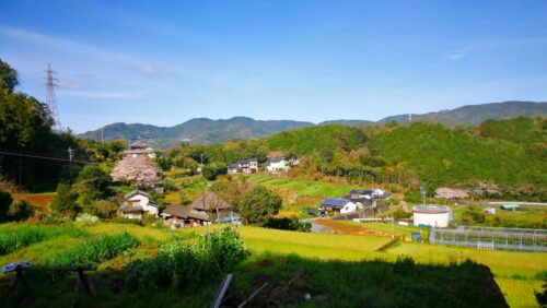 井樋の尾田んぼ