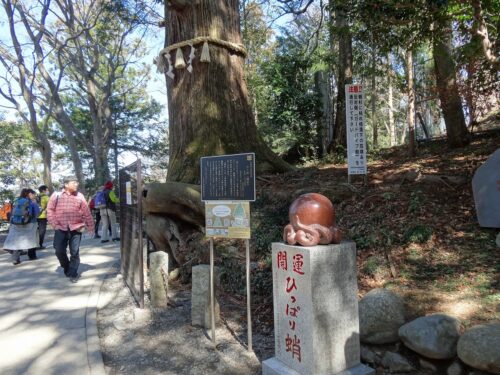 タコ杉