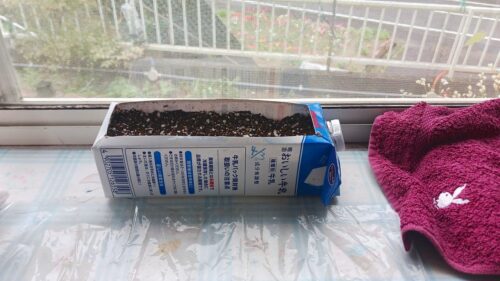 牛乳パックにトマト種を植える