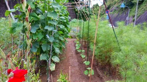2番きゅうり地植え