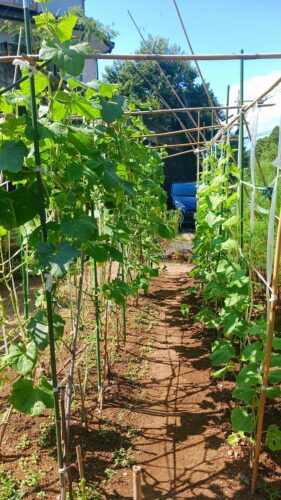 2番きゅうり地植え