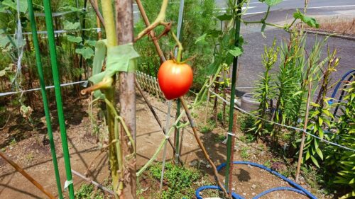 最後の収穫トマト