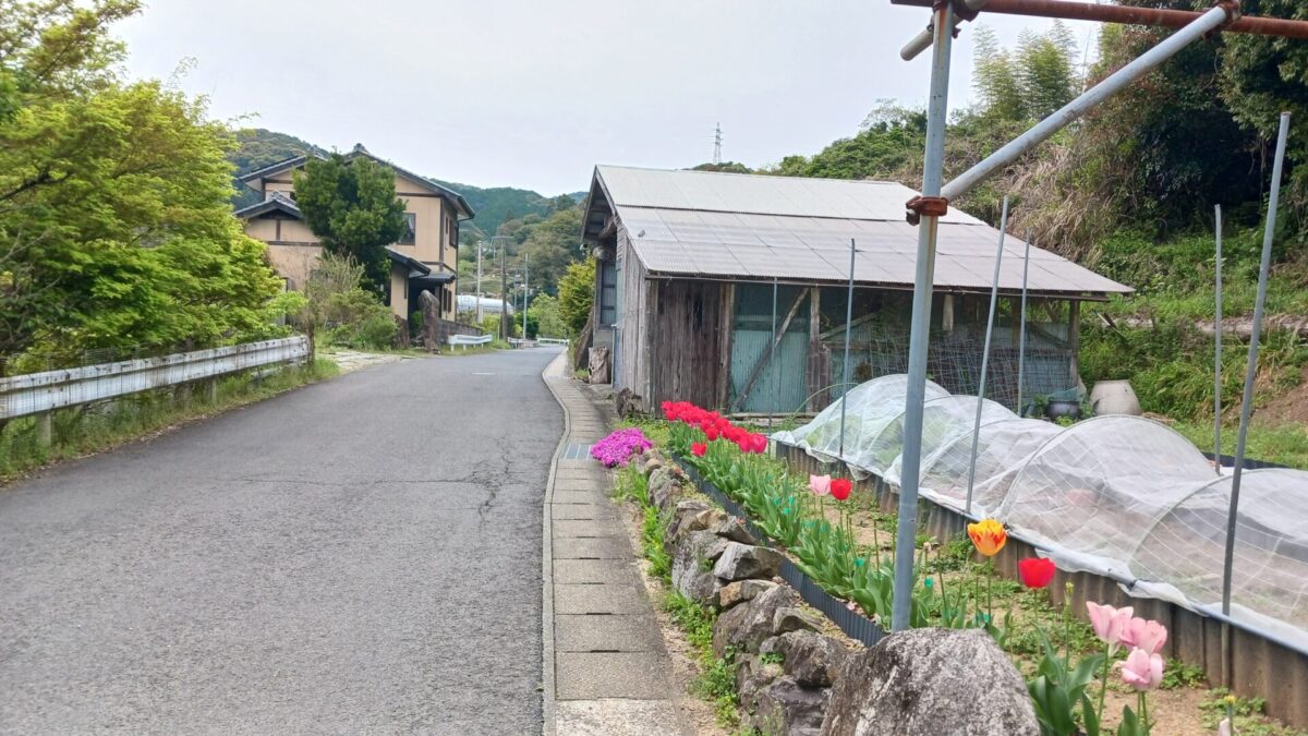 道ばたのお花