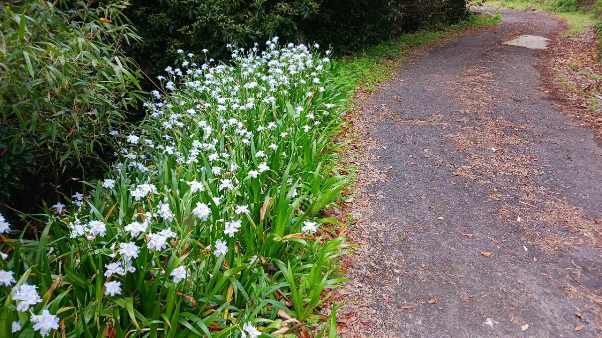道ばたのお花