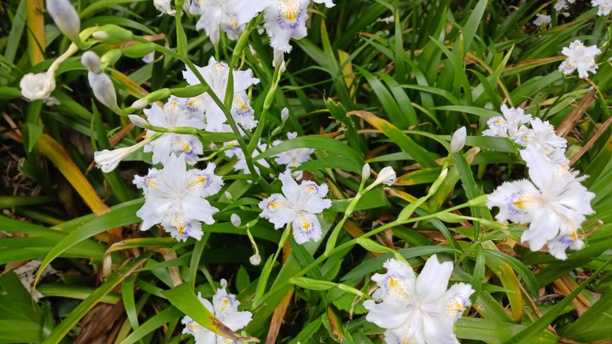 道ばたのお花