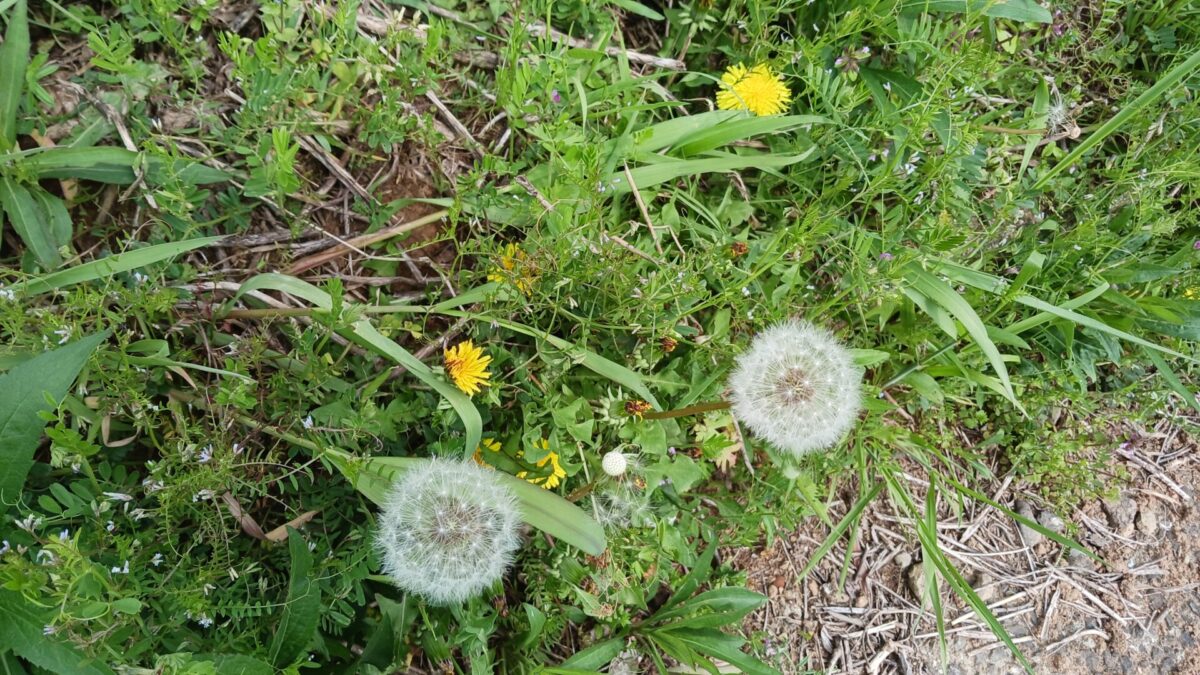 道ばたの野草