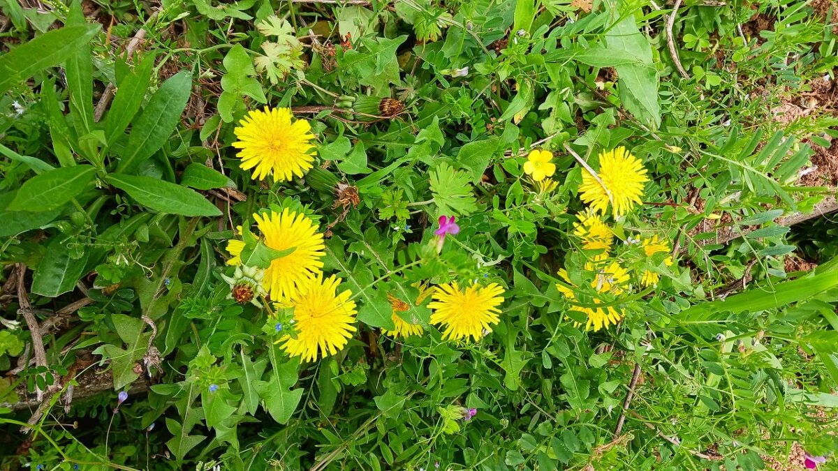 道ばたの野草