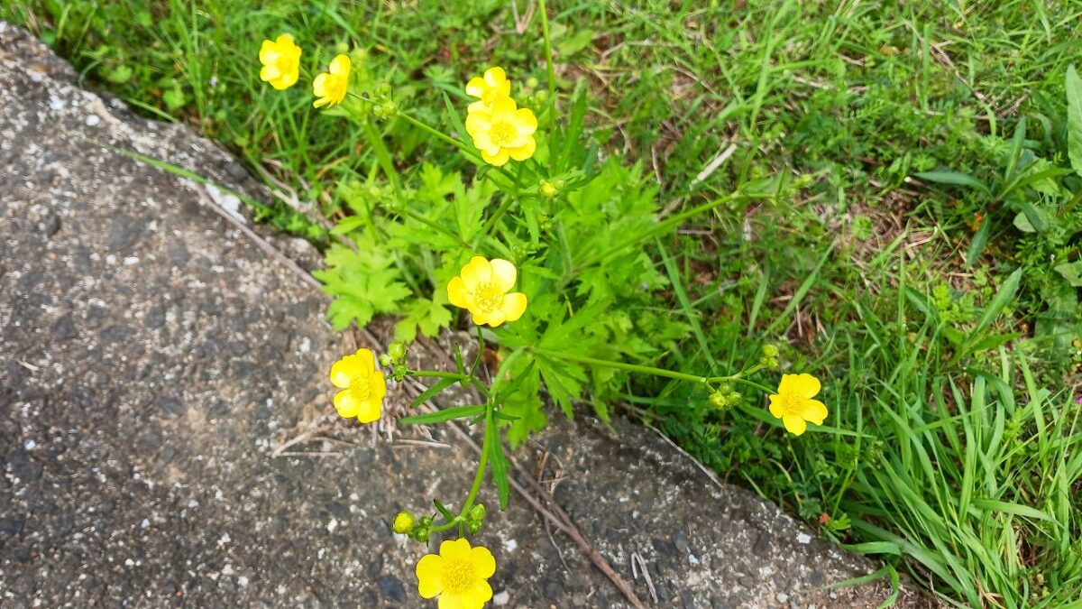 道ばたの野草