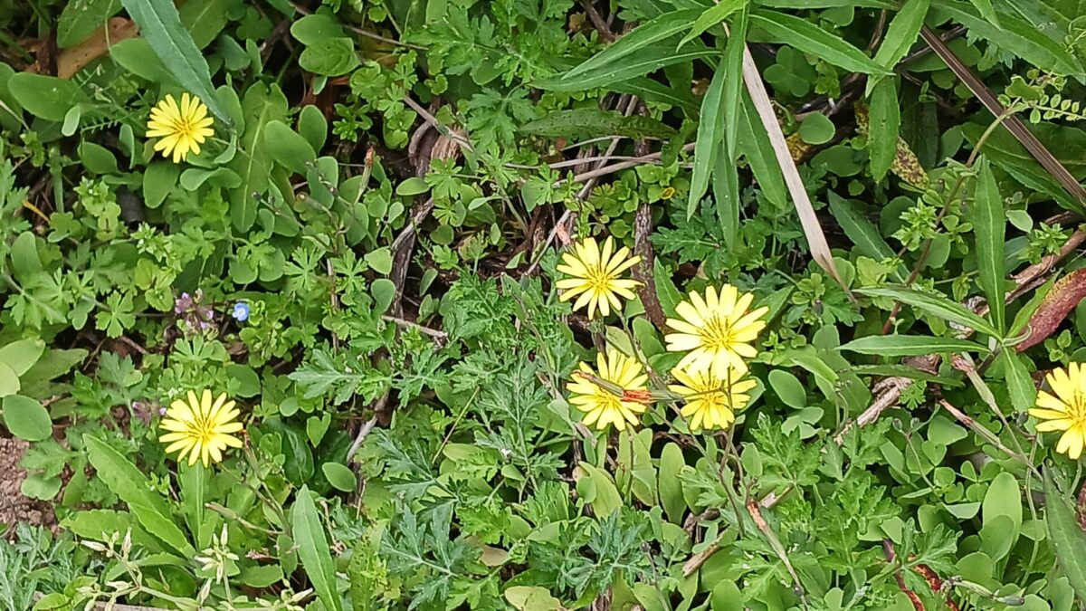 野草